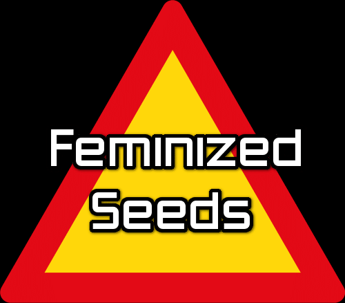 2. Feminized Seeds