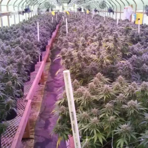 a large greenhouse with rows of plants