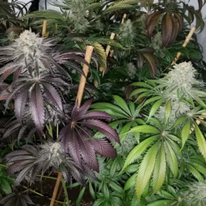 a group of green and purple plants
