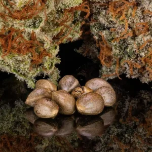 a group of brown rocks next to moss