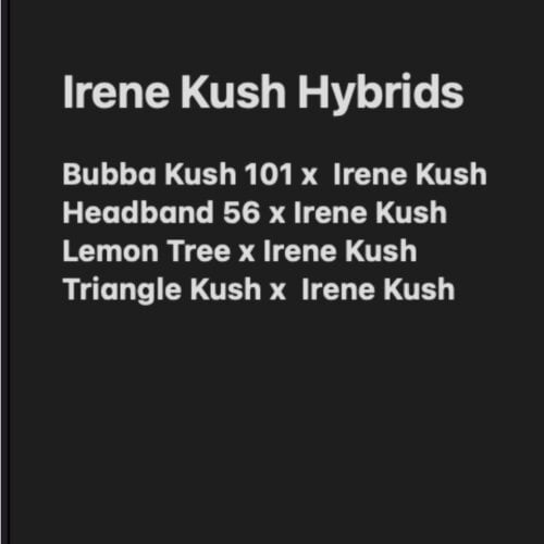 IreneHybrids