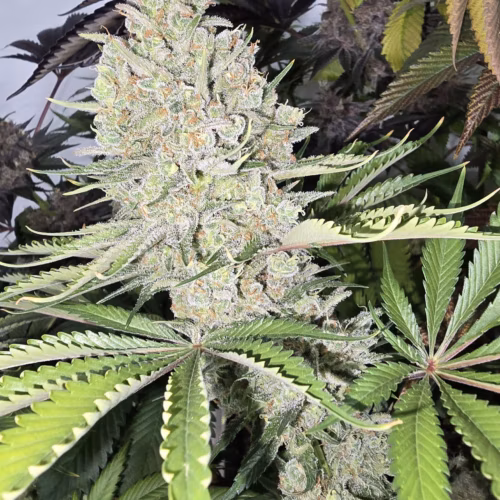 A close up of a plant
